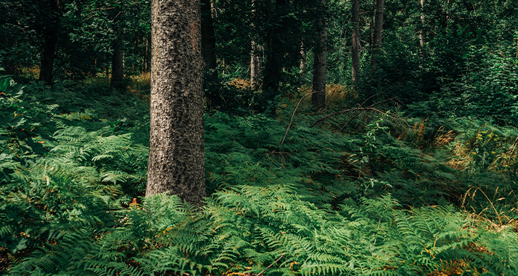 .HANGZHOU RENMIN ECO-TECH CO.,LTD